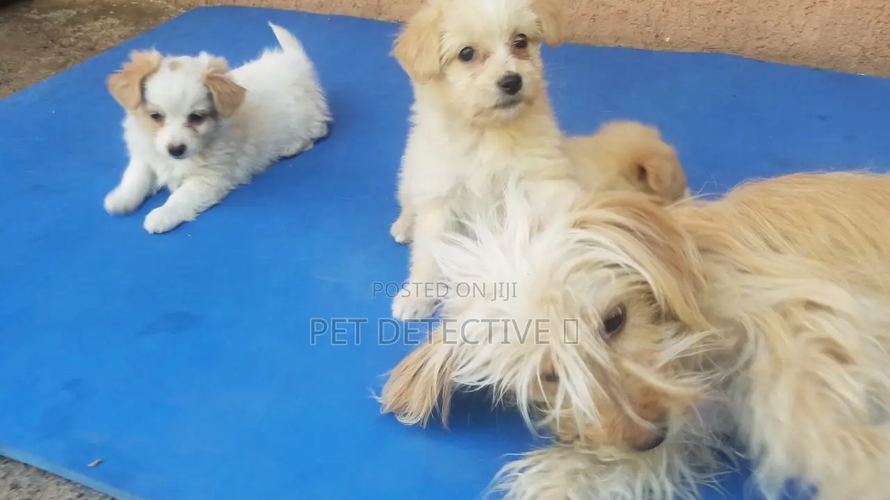 1-3 months Male Purebred Maltese