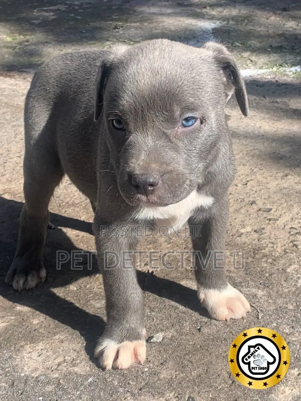 1-3 months Male Purebred American Pit Bull Terrier
