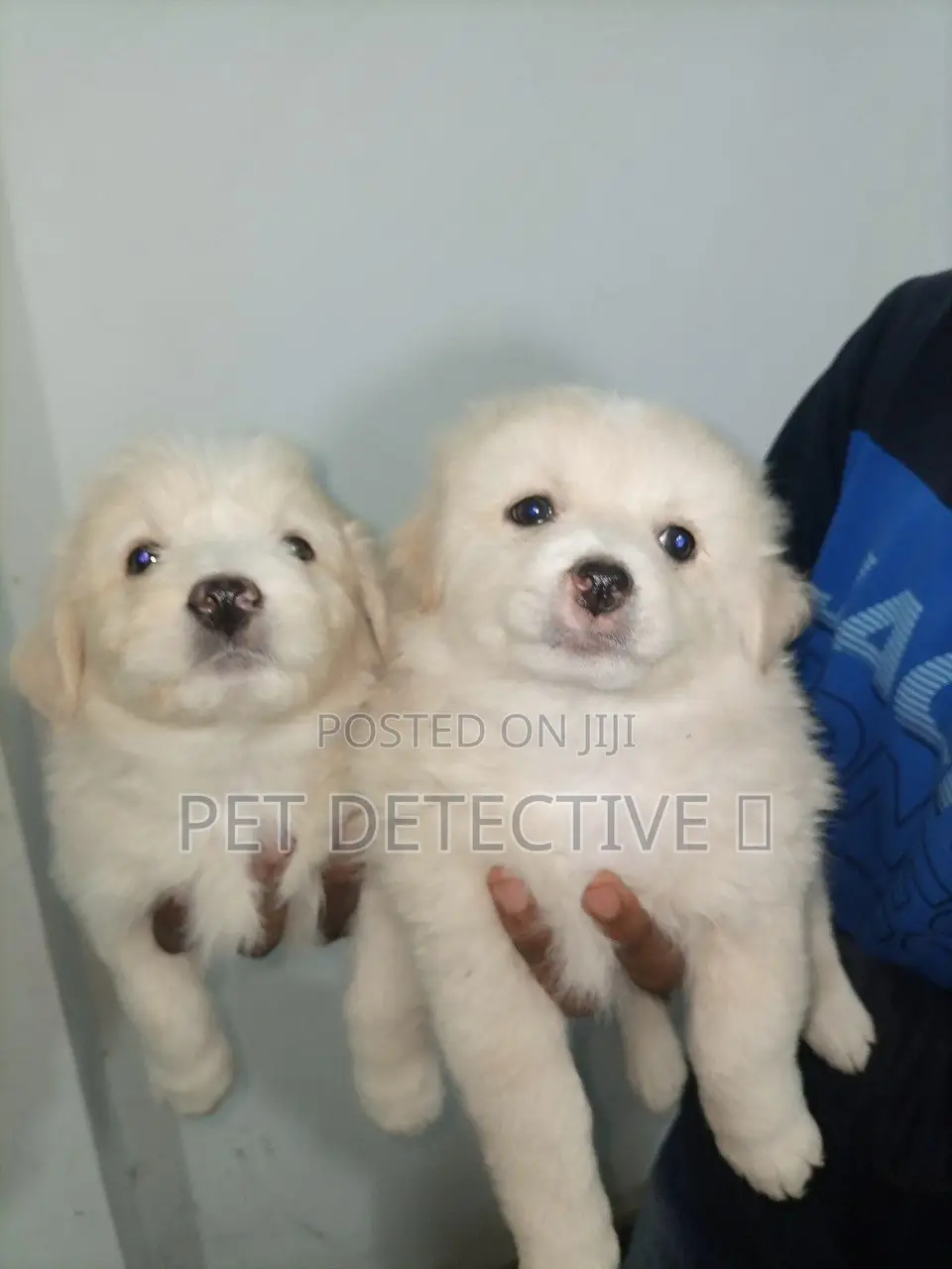 1-3 months Male Purebred Pomeranian