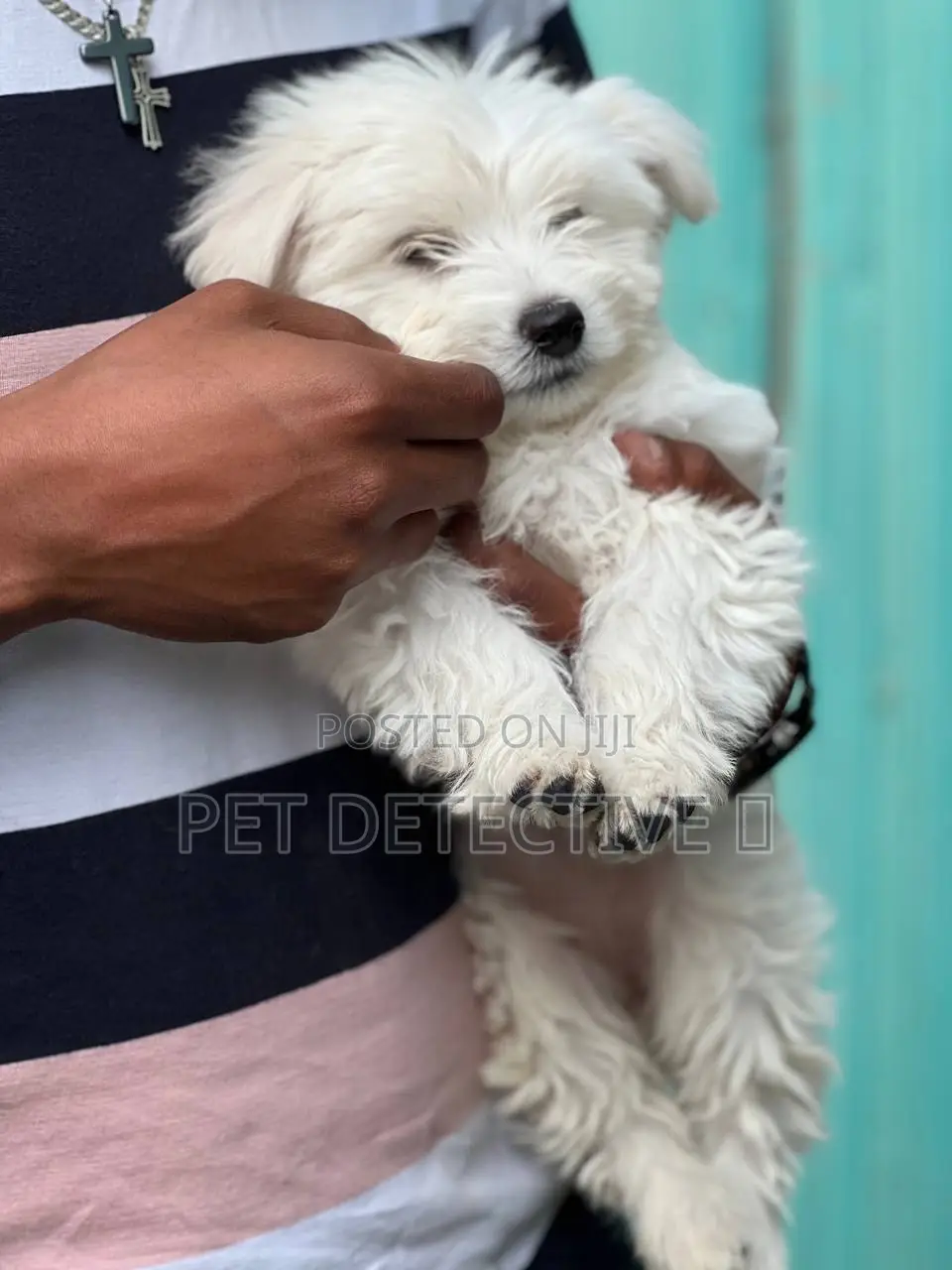 1-3 months Male Purebred Maltese Shih Tzu