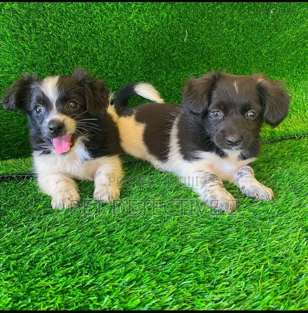 1-3 months Male Purebred Maltese