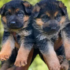 Photo - 1-3 months Male Purebred German Shepherd