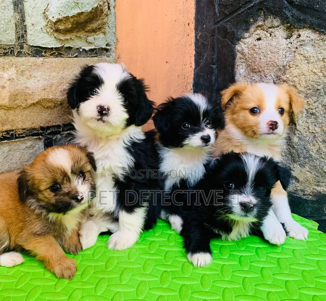 1-3 months Male Purebred Maltese