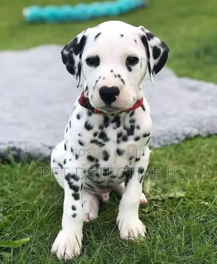 1-3 months Male Purebred Dalmatian