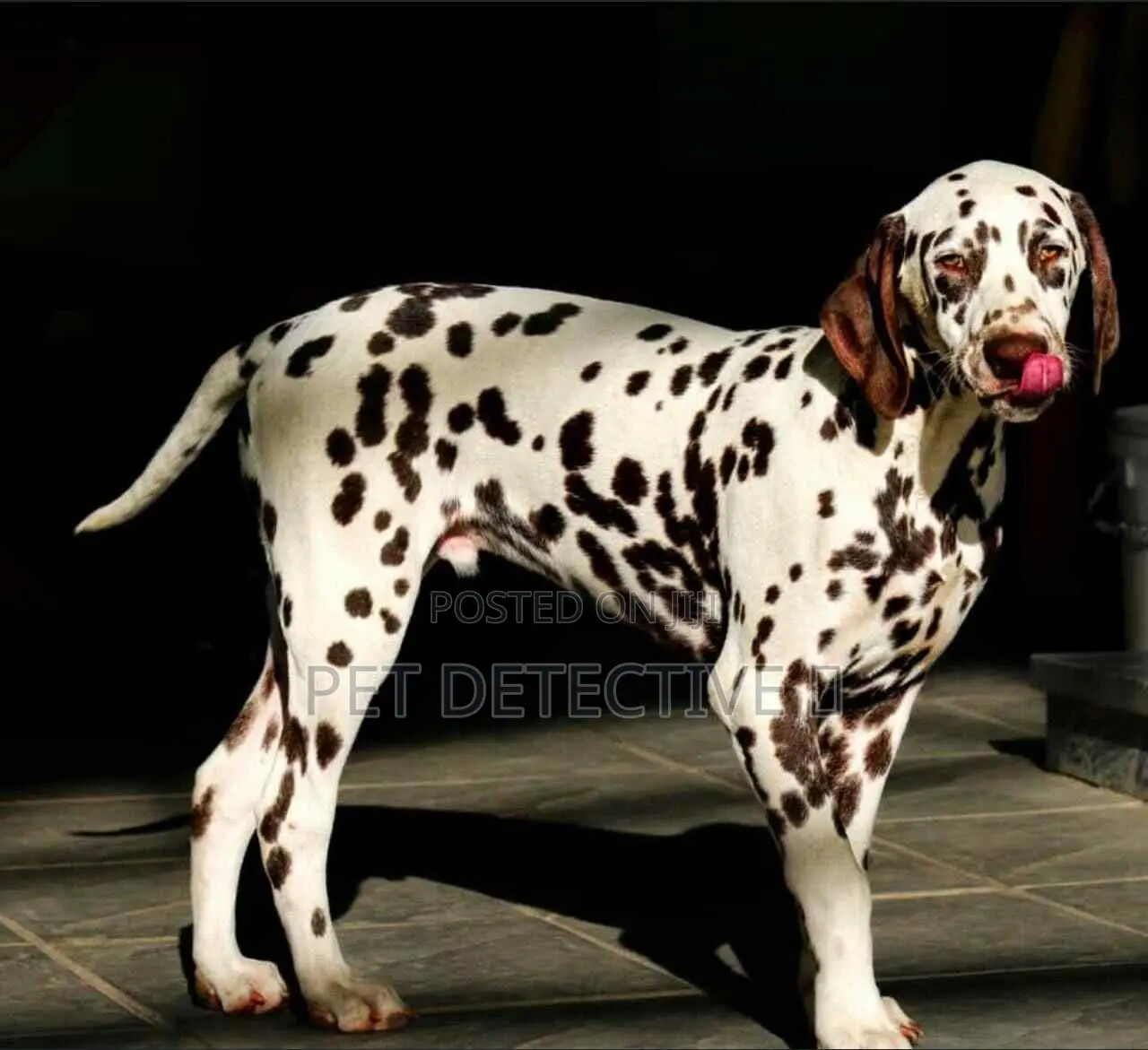 1-3 months Male Purebred Dalmatian