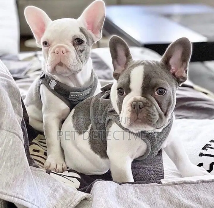 1-3 months Male Purebred French Bulldog