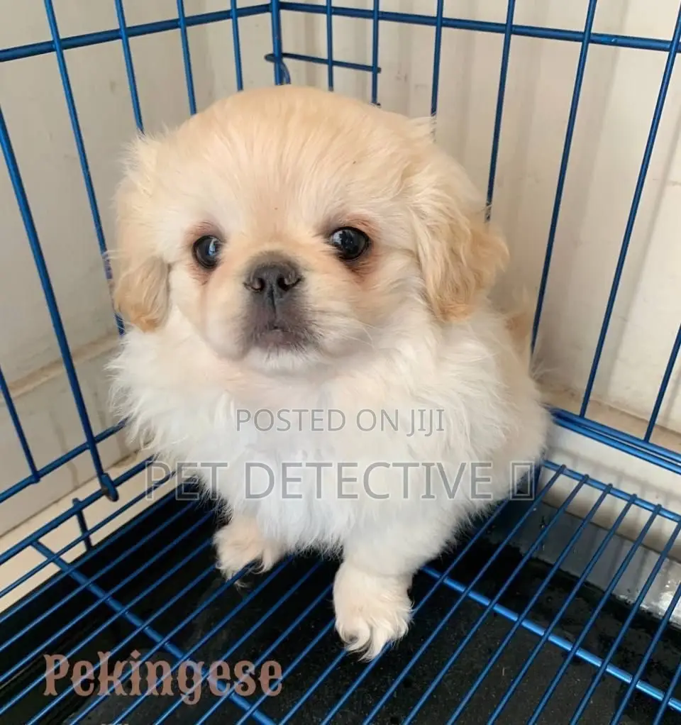 1-3 months Male Purebred Pomeranian