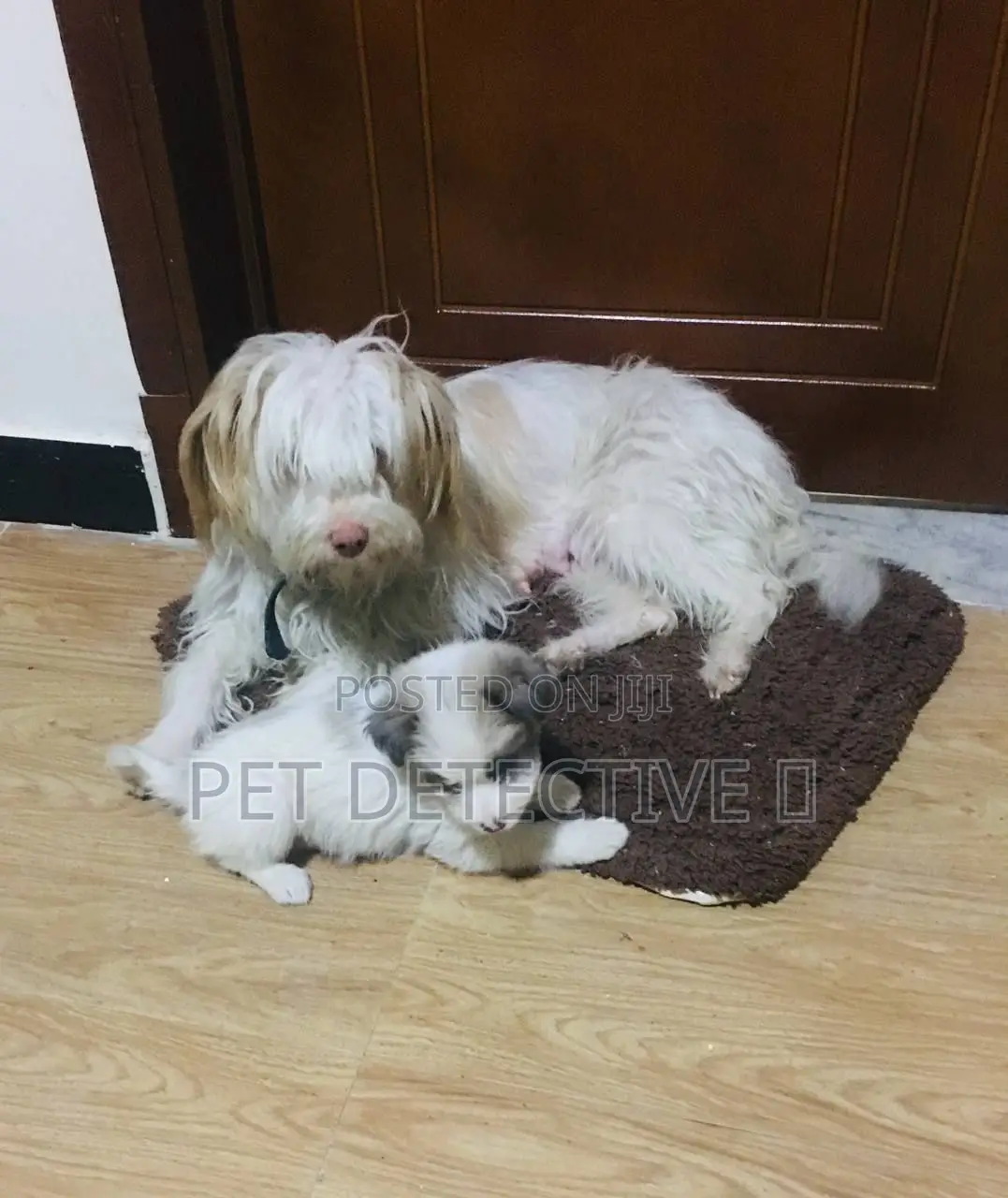 1-3 months Male Purebred Maltese