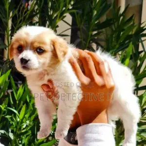 Photo - 1-3 months Male Purebred Maltese