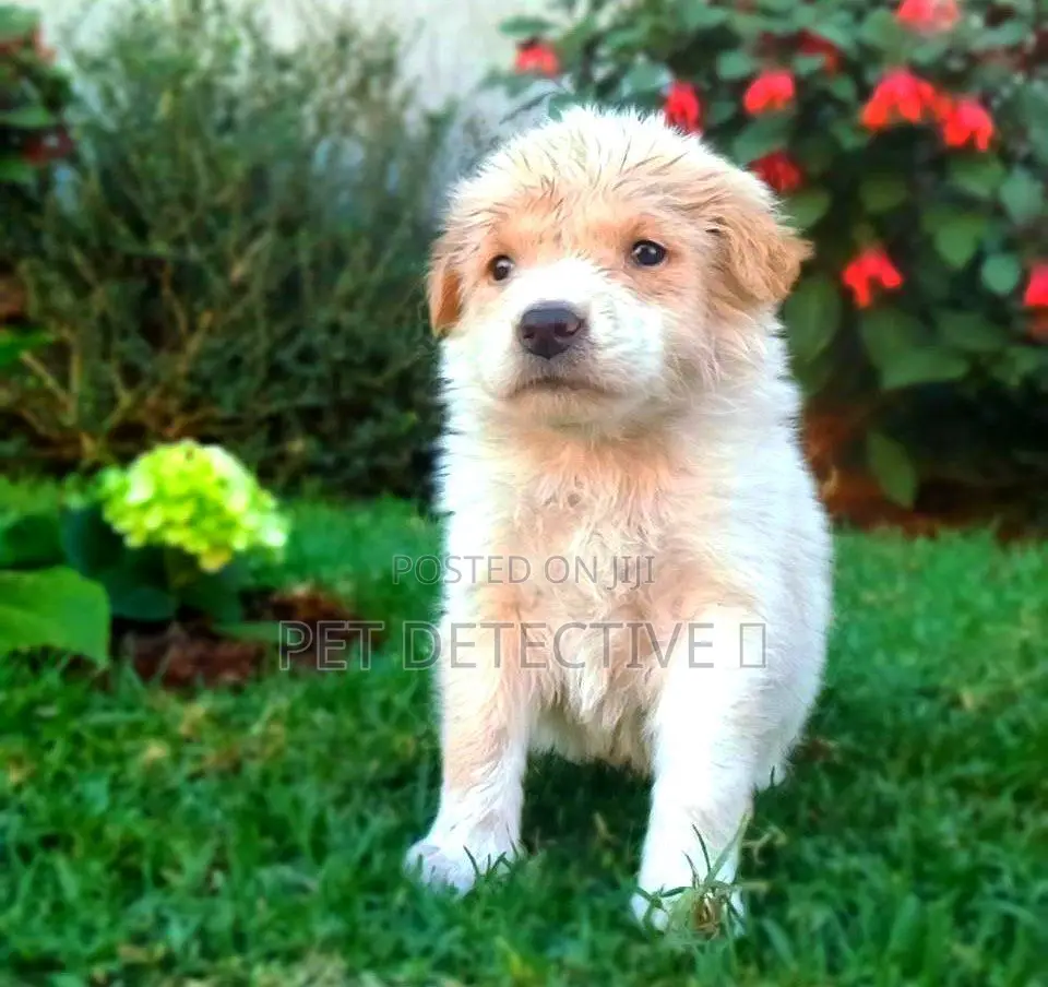 1-3 months Male Purebred Maltese