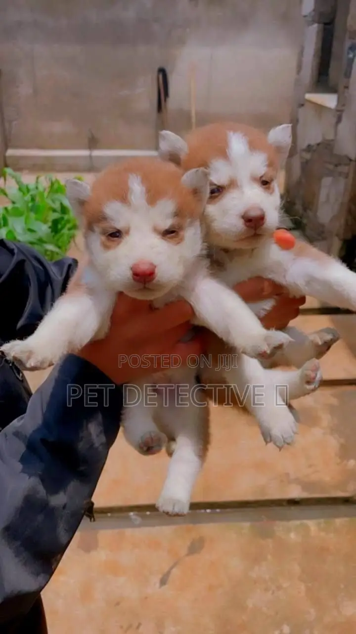 1-3 months Male Purebred Siberian Husky