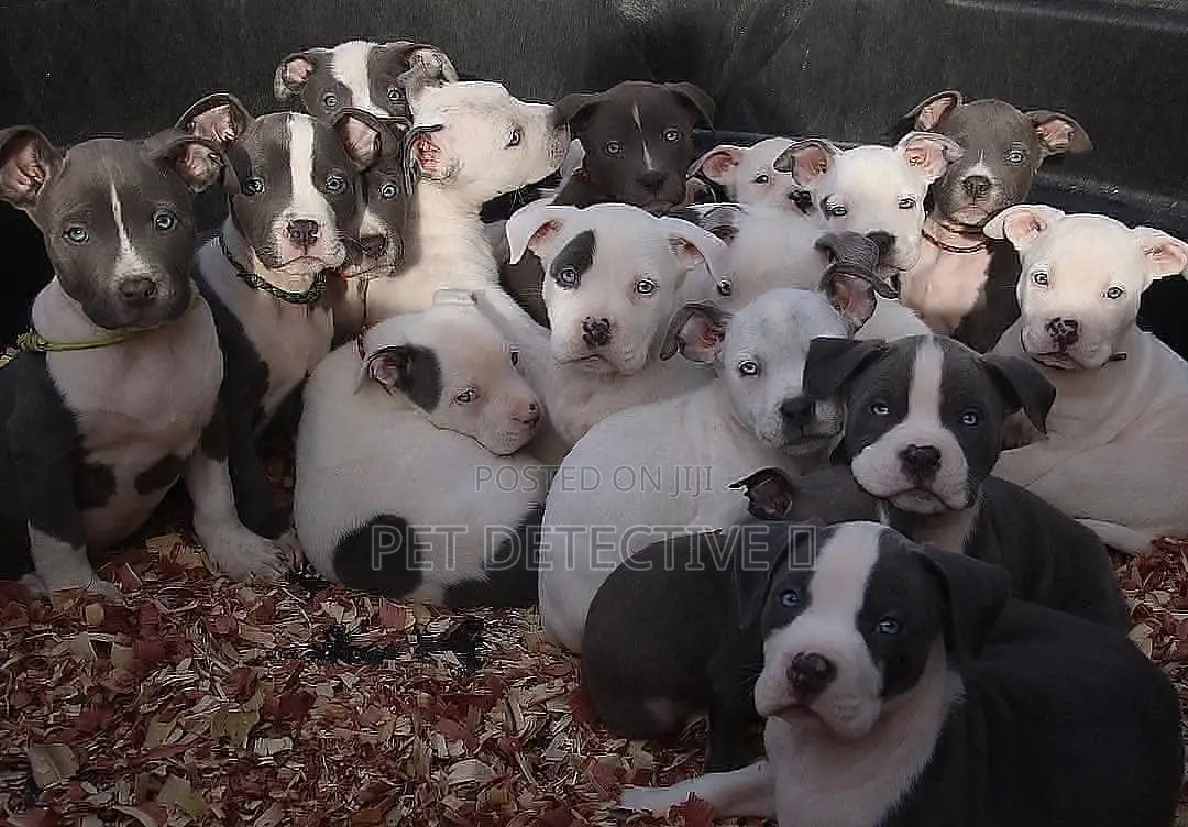 1-3 months Male Purebred American Pit Bull Terrier