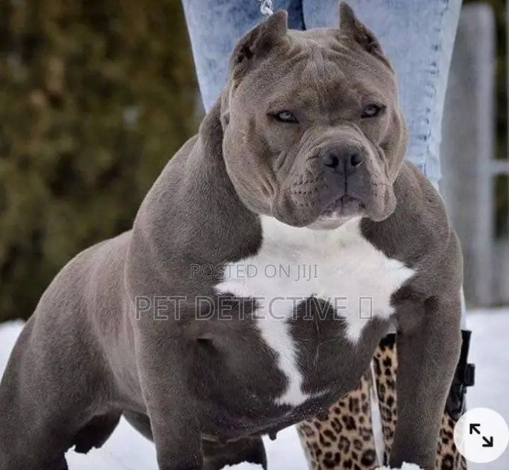 1-3 months Male Purebred American Pit Bull Terrier