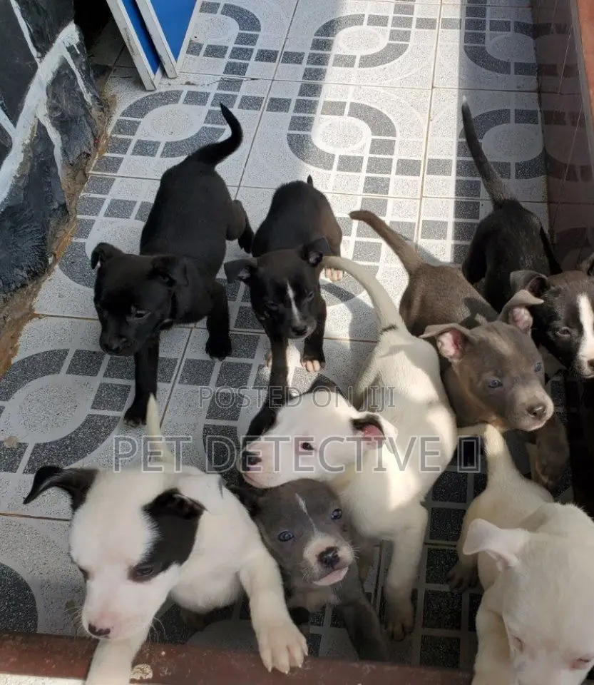 1-3 months Male Purebred American Pit Bull Terrier