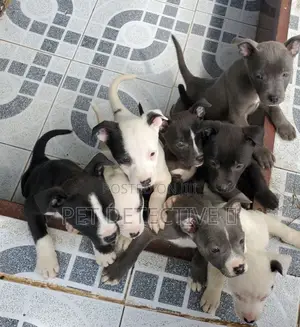 1-3 months Male Purebred American Pit Bull Terrier