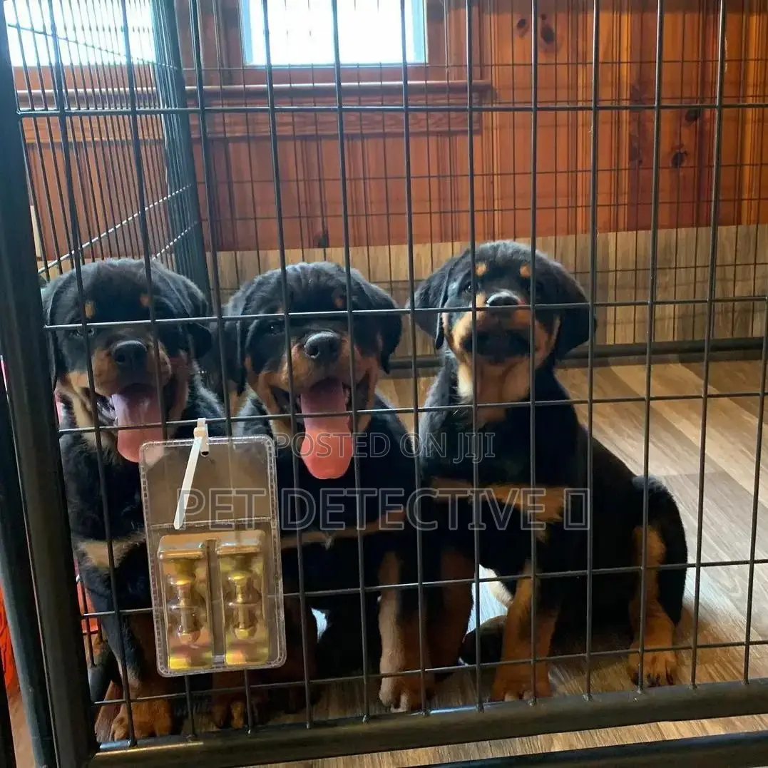 1-3 months Male Purebred Rottweiler