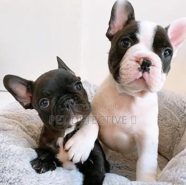 1-3 months Male Purebred French Bulldog
