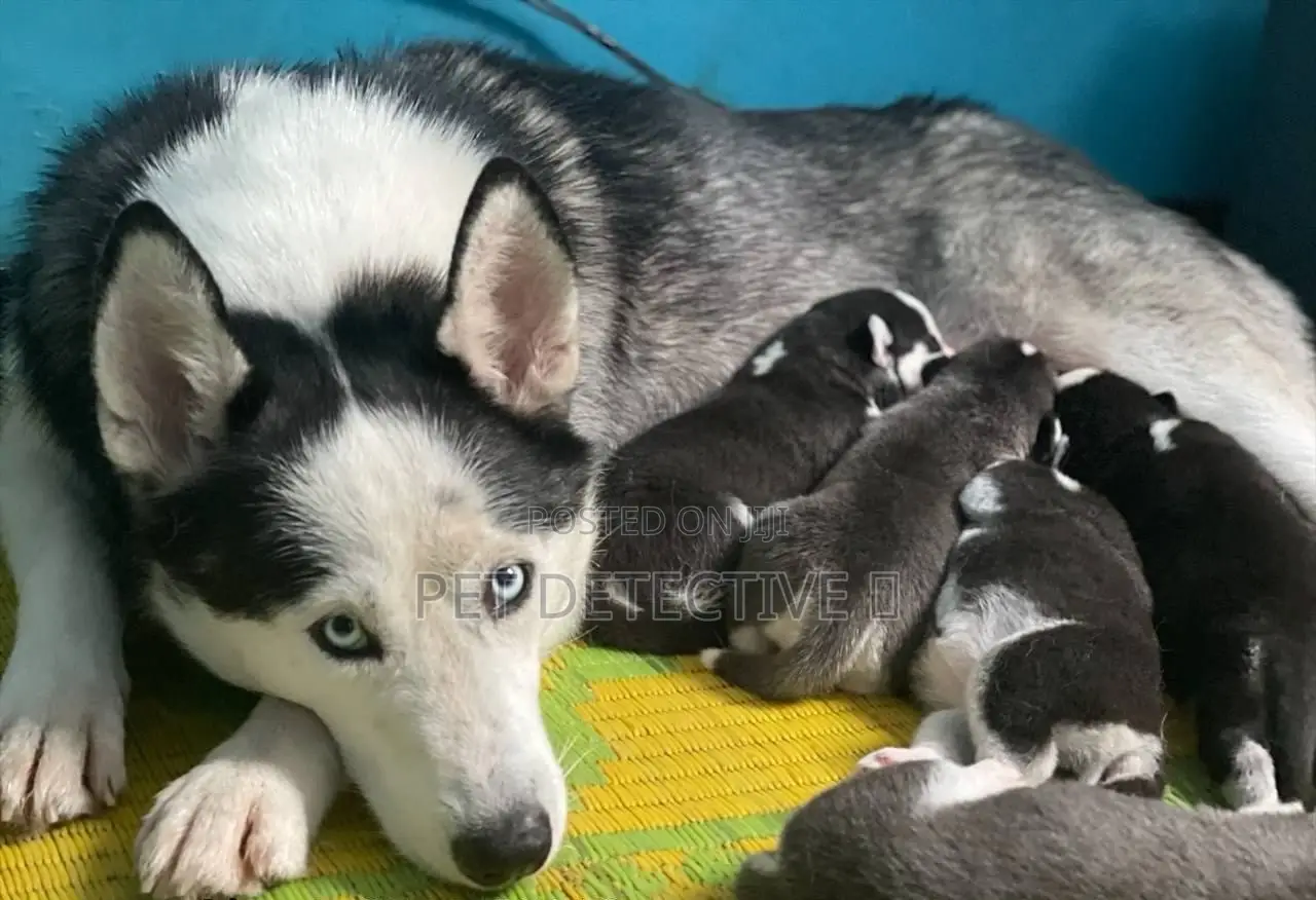 1-3 months Male Purebred Siberian Husky