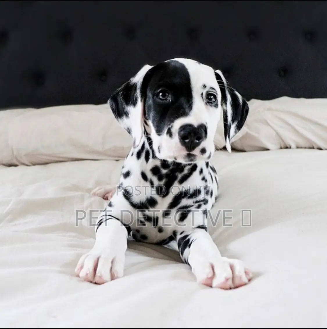 1-3 months Male Purebred Dalmatian