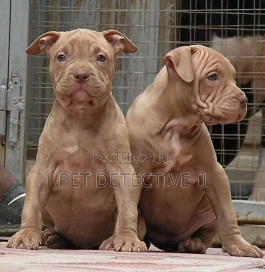 1-3 months Male Purebred American Bulldog