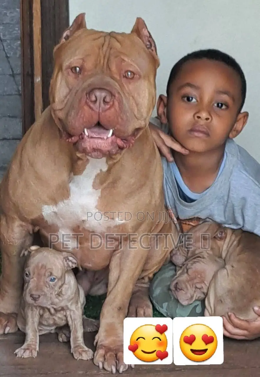 1-3 months Male Purebred American Bulldog