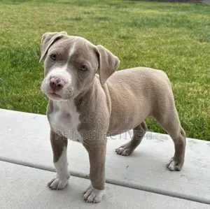 Photo - 1-3 months Male Purebred American Pit Bull Terrier