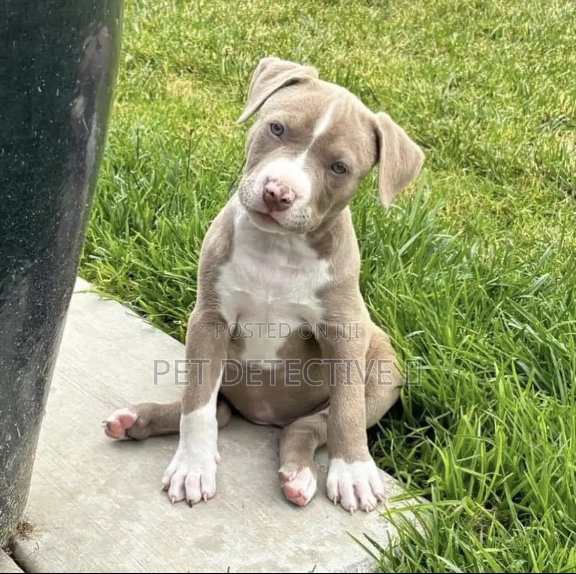 1-3 months Female Purebred American Pit Bull Terrier