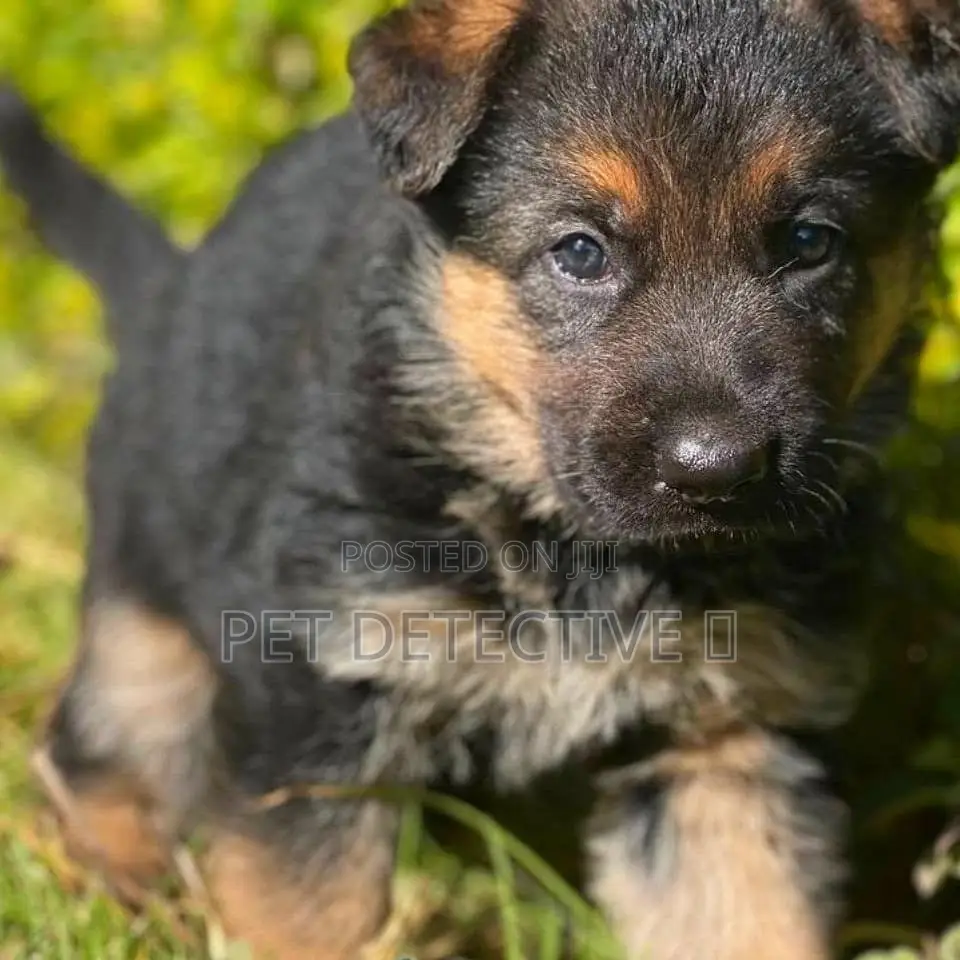 1-3 months Male Purebred German Shepherd