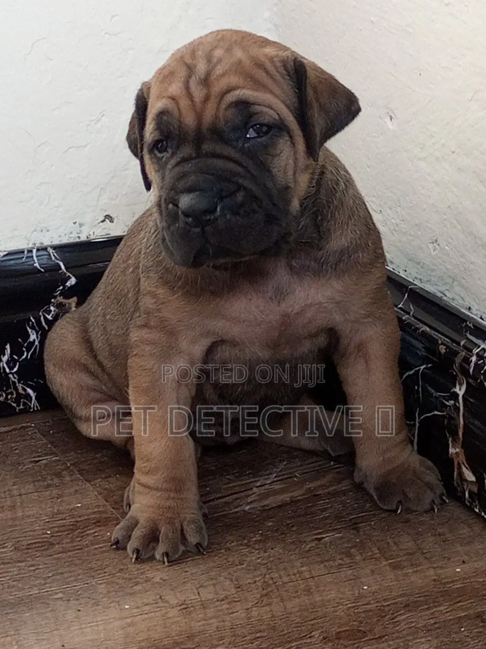 1-3 months Male Purebred Bullmastiff