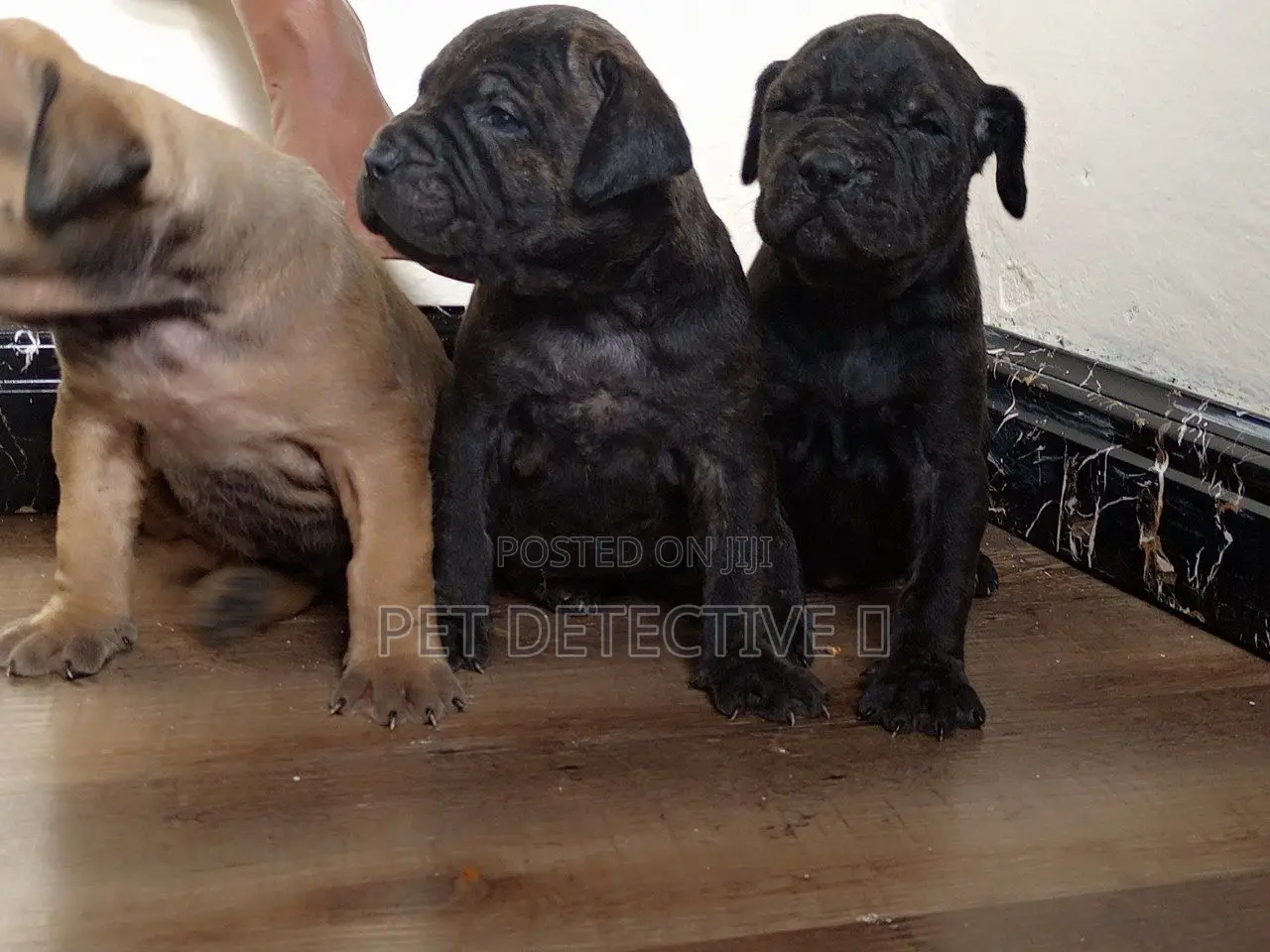 1-3 months Male Purebred Mastiff