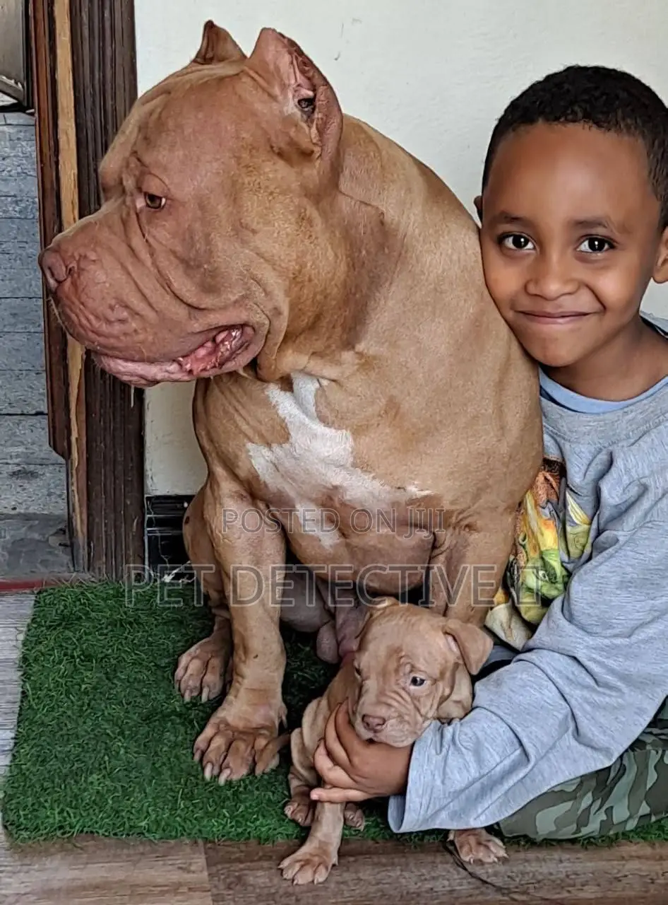 1-3 months Male Purebred American Bulldog