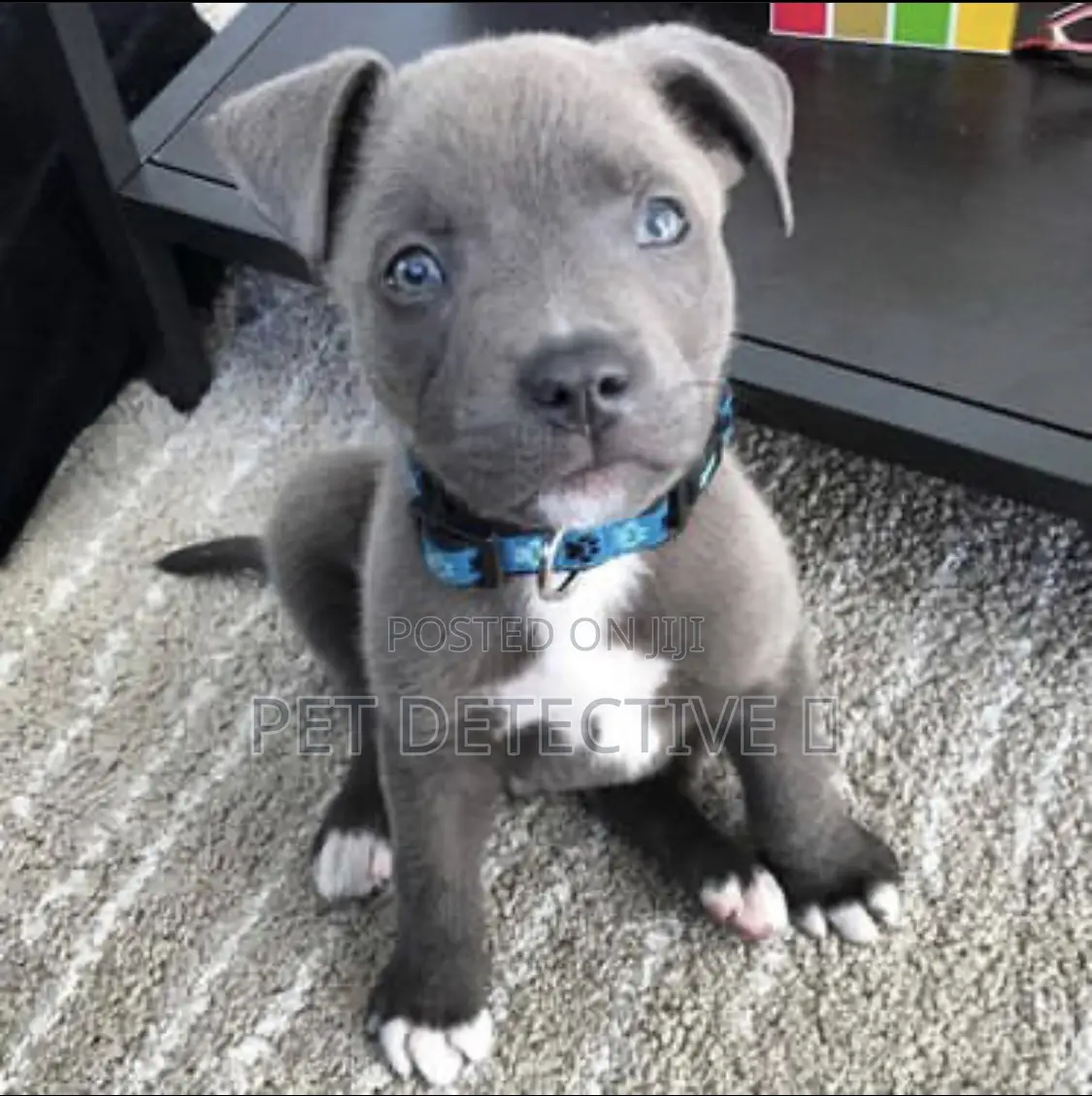 1-3 months Male Purebred American Pit Bull Terrier