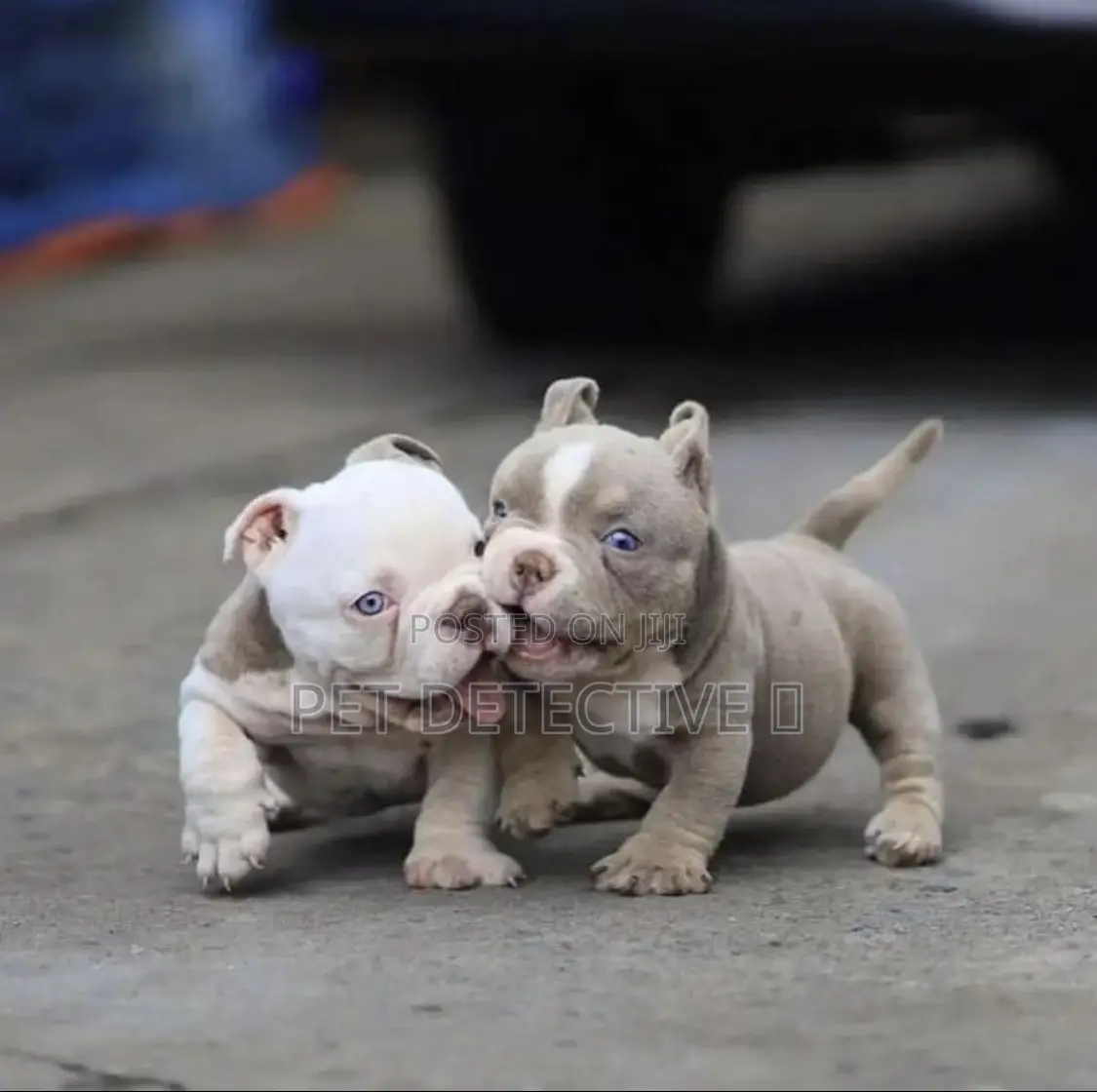 1-3 months Male Purebred American Pit Bull Terrier