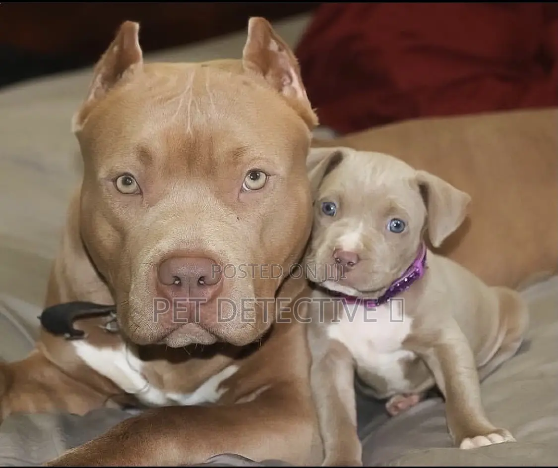 1-3 months Male Purebred American Pit Bull Terrier