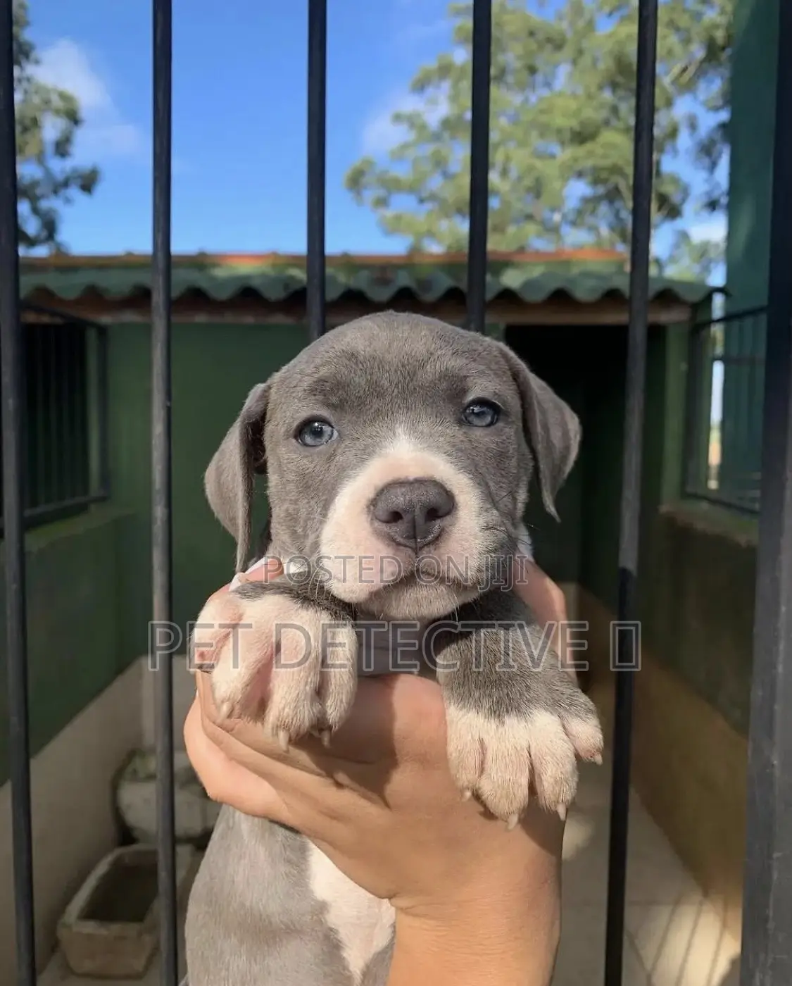 1-3 months Male Purebred American Pit Bull Terrier