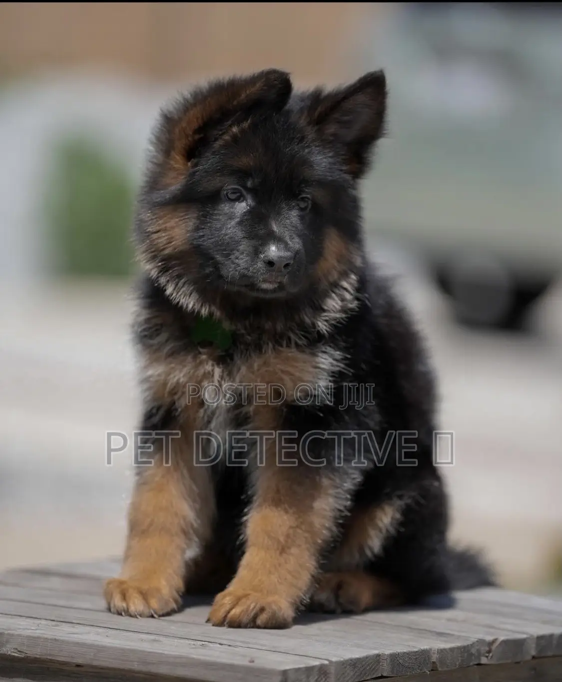1-3 months Male Purebred German Shepherd