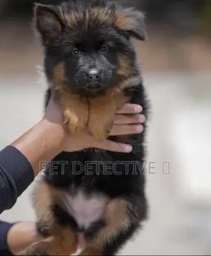 Photo - 1-3 months Male Purebred German Shepherd