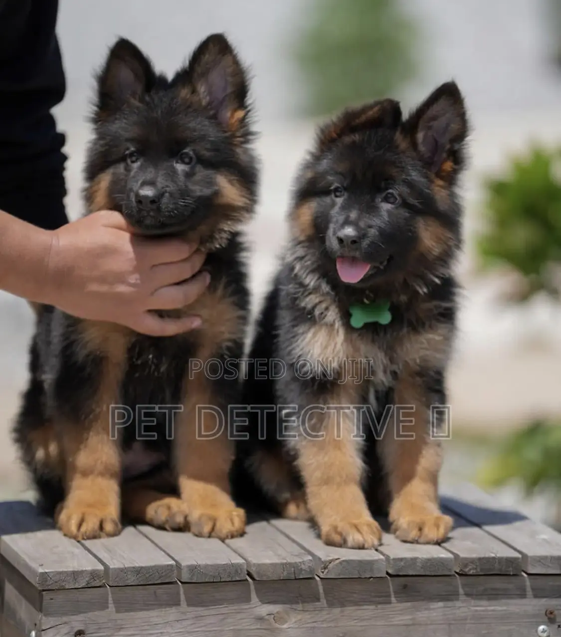 1-3 months Male Purebred German Shepherd