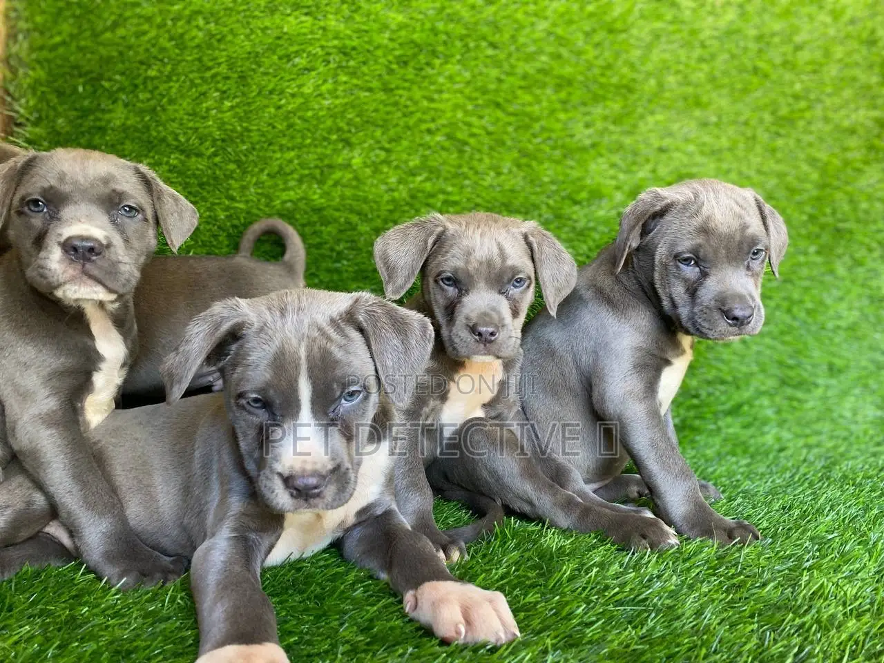 1-3 months Male Purebred American Pit Bull Terrier