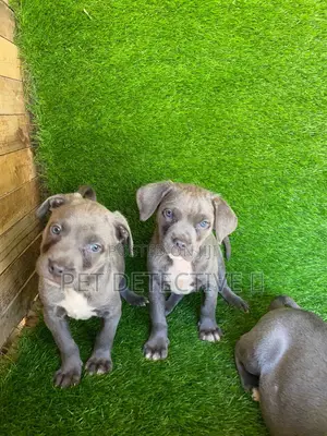 Photo - 1-3 months Male Purebred American Pit Bull Terrier