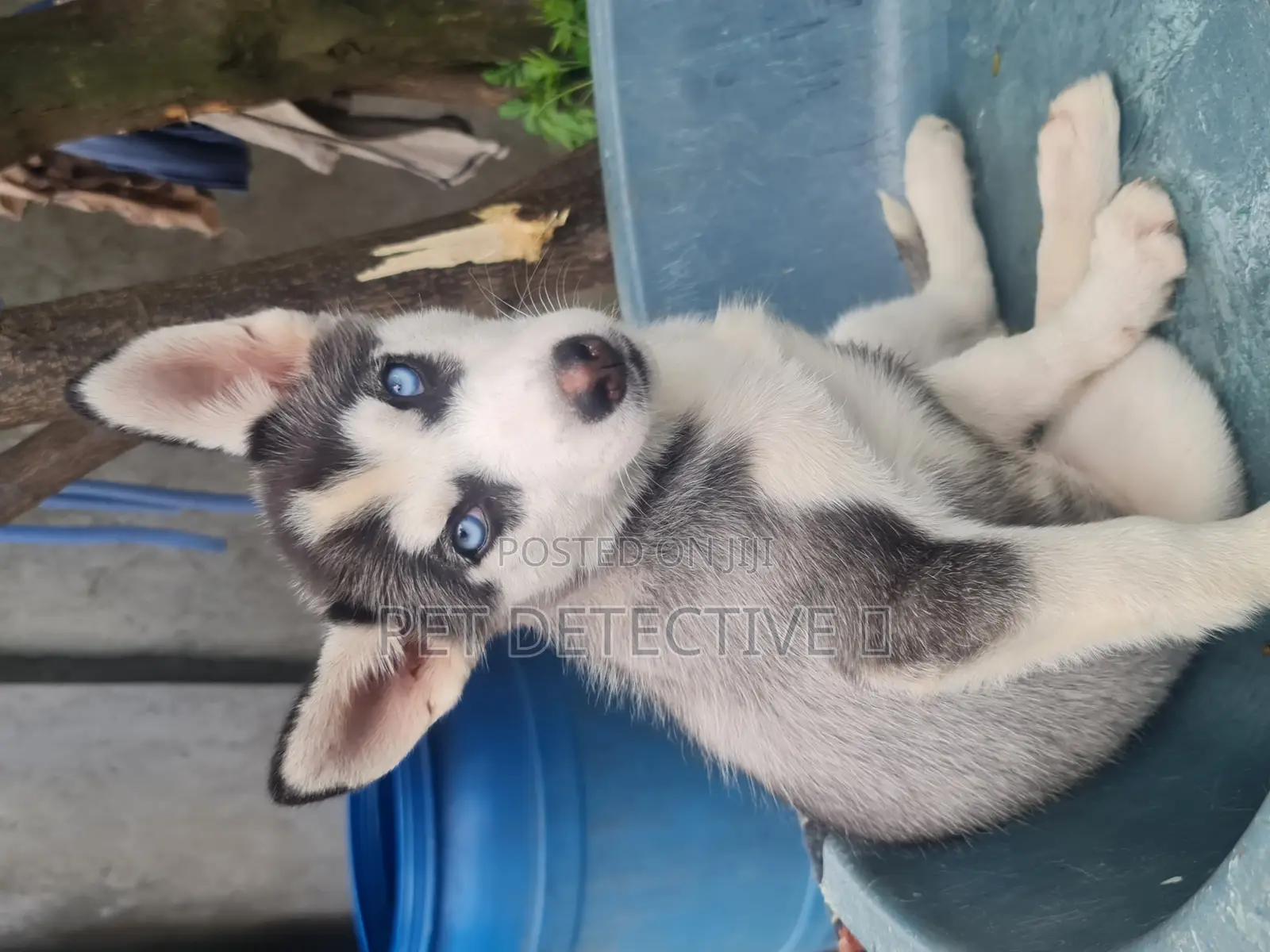 1-3 months Male Purebred Siberian Husky