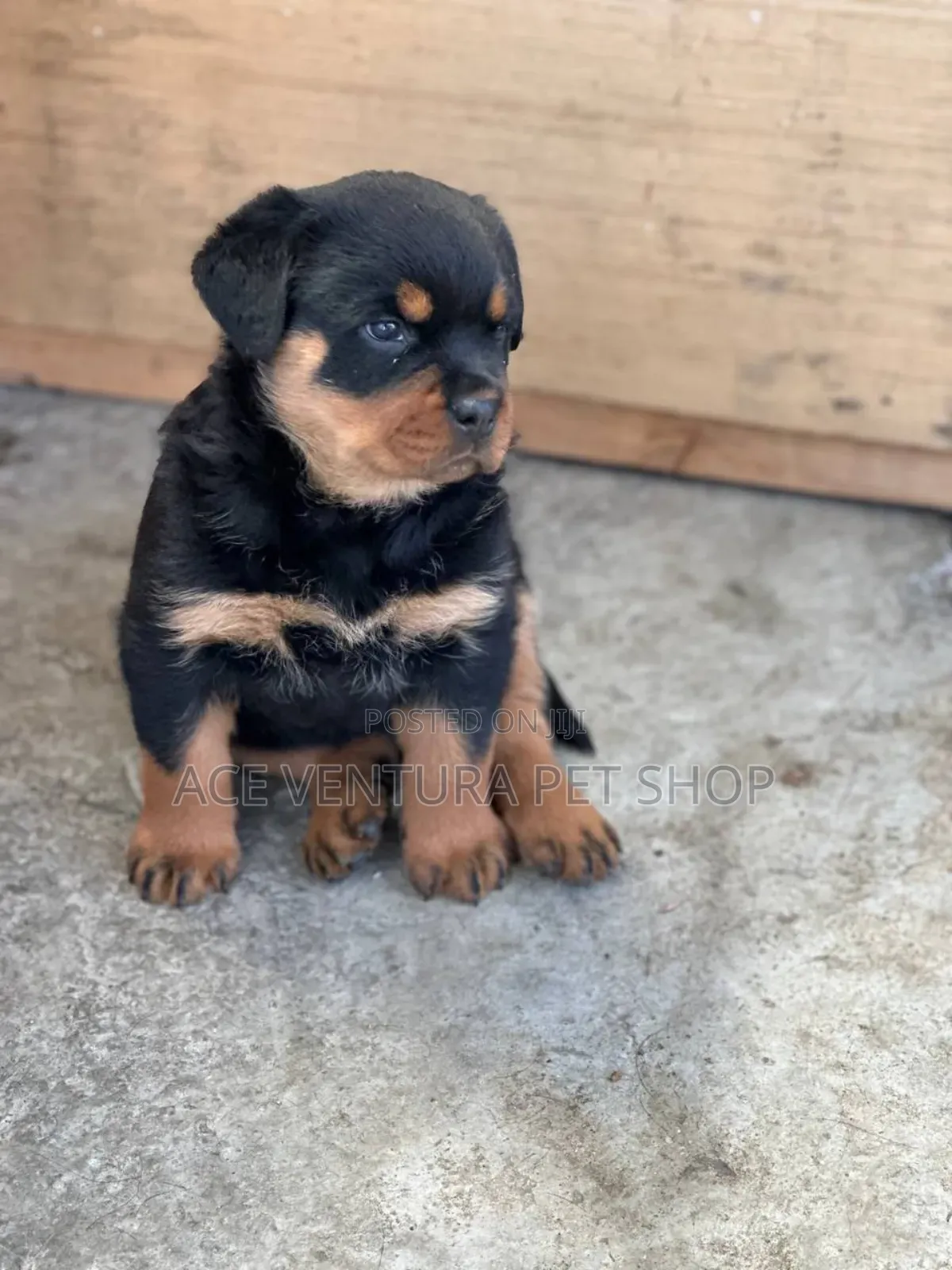 1-3 months Male Purebred Rottweiler
