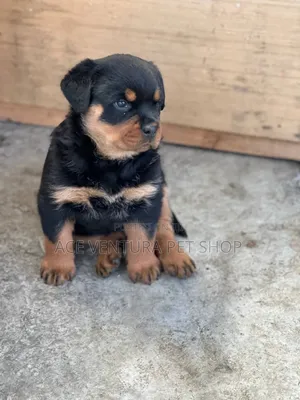 Photo - 1-3 months Male Purebred Rottweiler