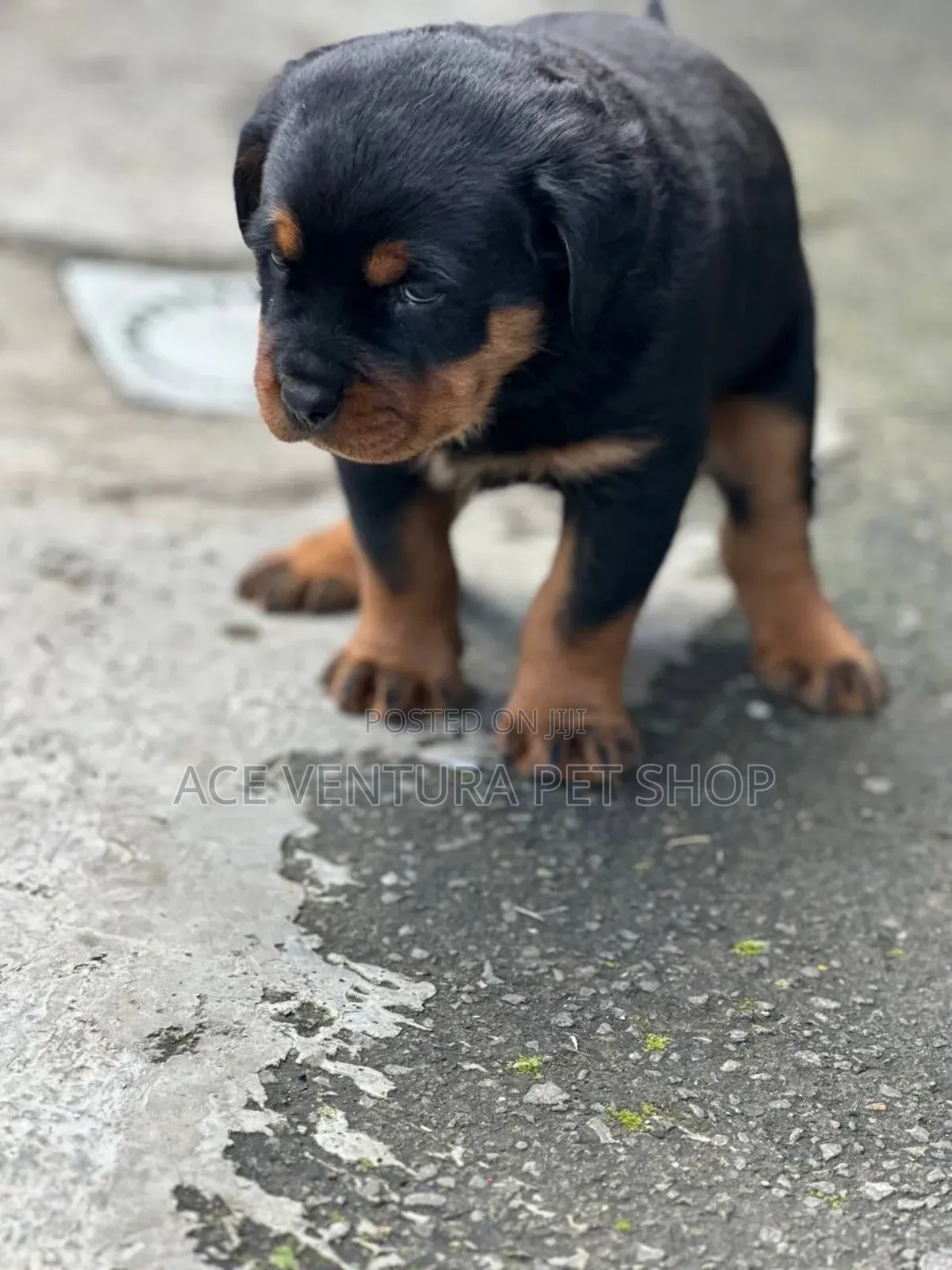 1-3 months Male Purebred Rottweiler