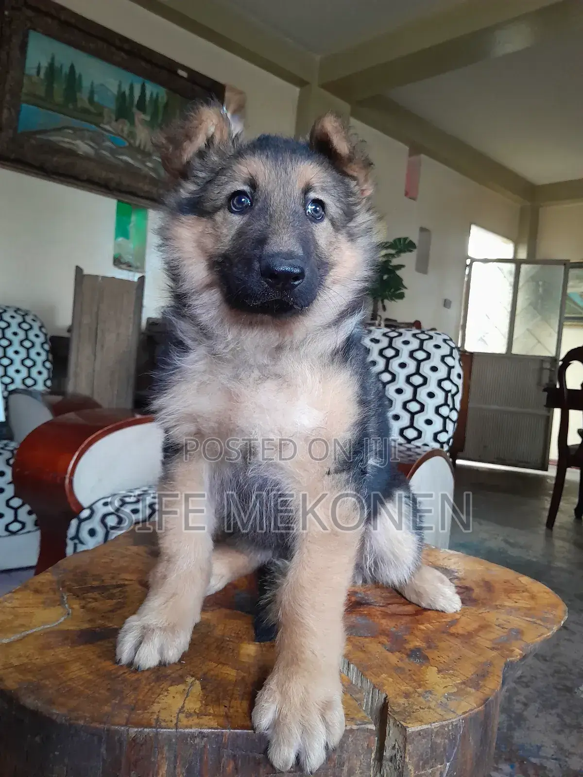 1-3 months Male Purebred German Shepherd