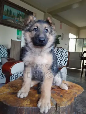 1-3 months Male Purebred German Shepherd