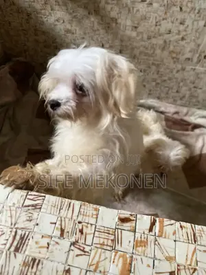 Photo - 1-3 months Female Purebred Maltese