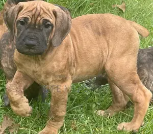 1-3 months Male Purebred Bullmastiff