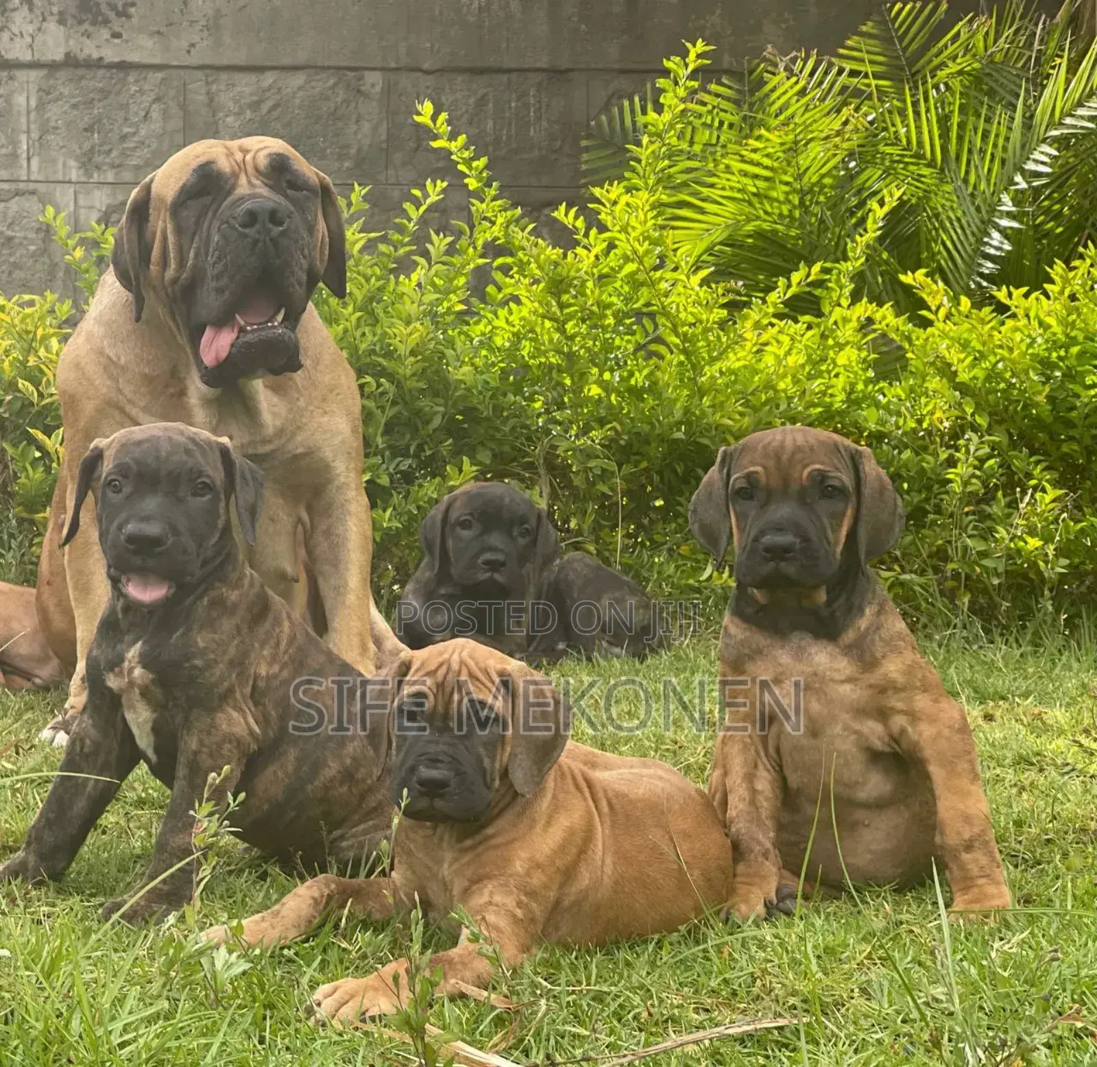1-3 months Male Purebred Bullmastiff