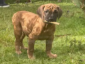 1-3 months Male Purebred Bullmastiff